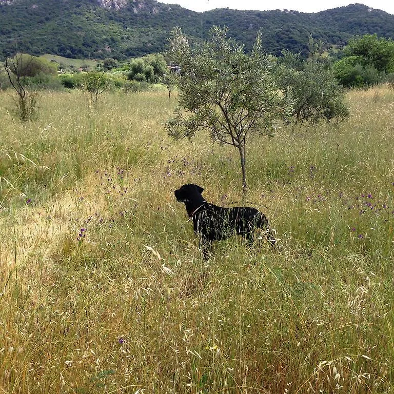 Agriturismo L'Aglientu B&B Loiri Porto San Paolo Lantgård